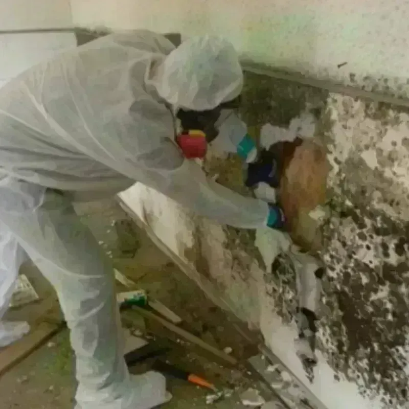 Mold Remediation and Removal in Pontiac, MI